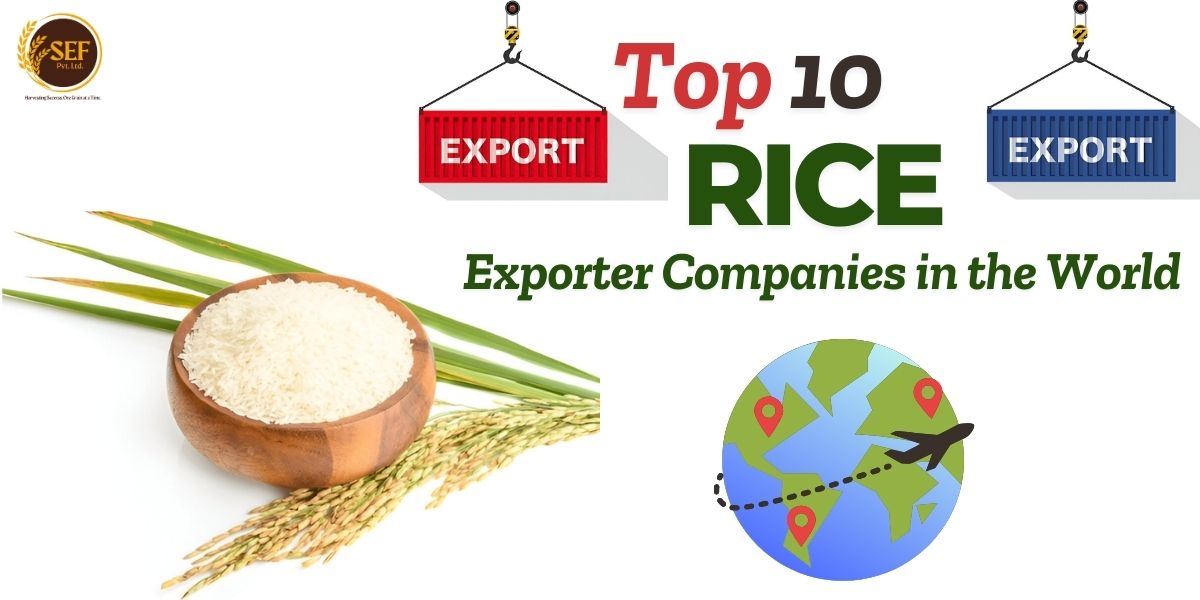 Top rice exporter companies in the world with global market reach and specialties.